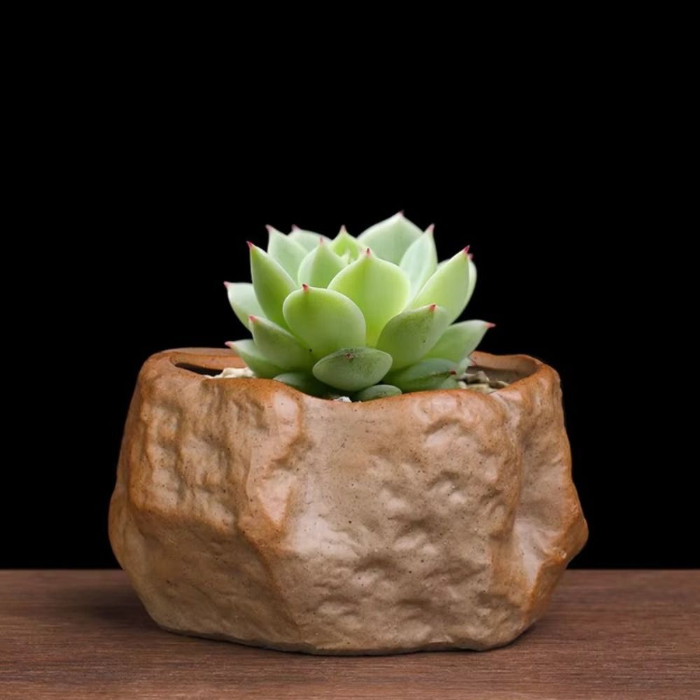 Ceramic Succulent Plant Pots S - Aloe Vera Pot 评论和价格