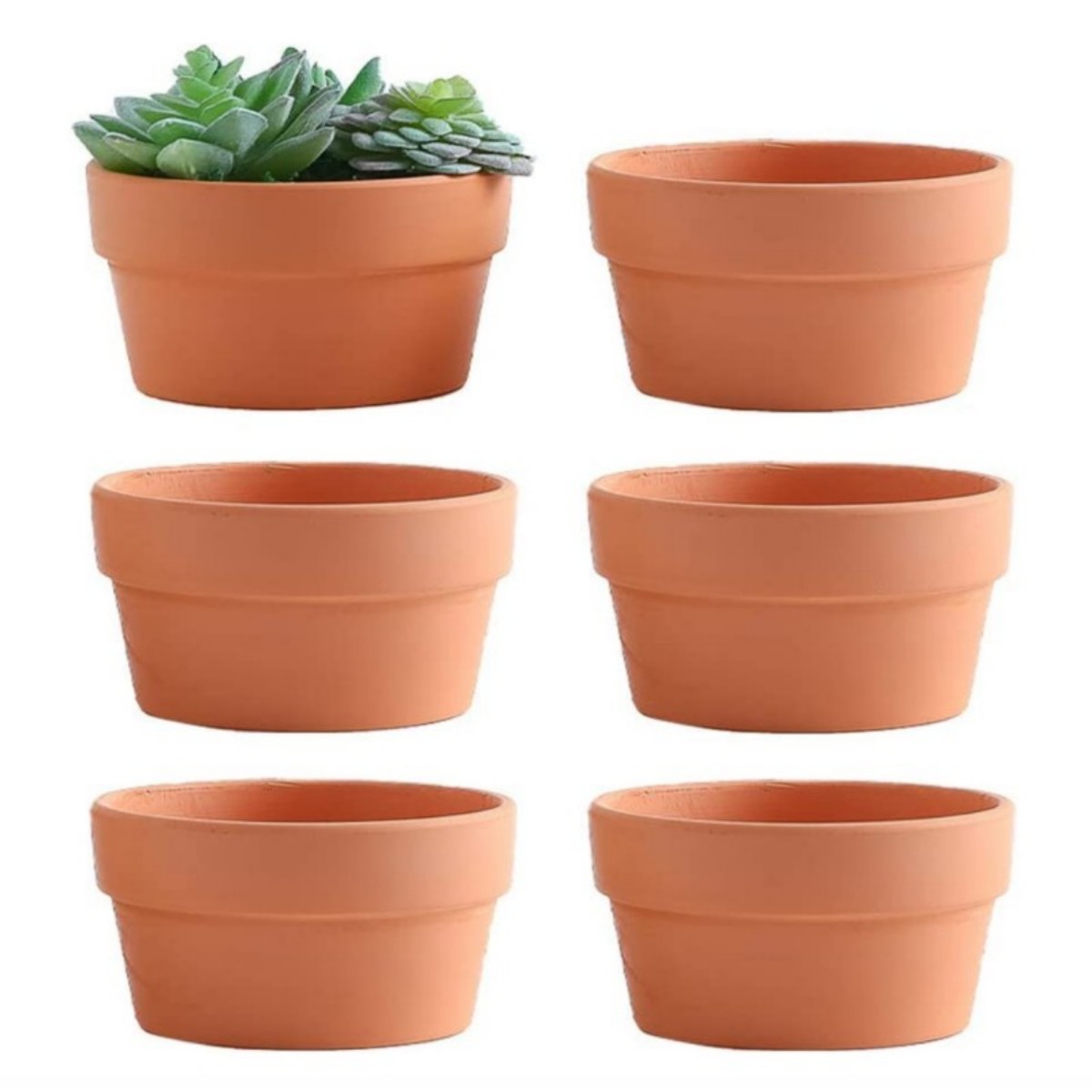 6 PCS Terracotta Buld Pots 3.5 - Aloe Vera Pot 评论和价格