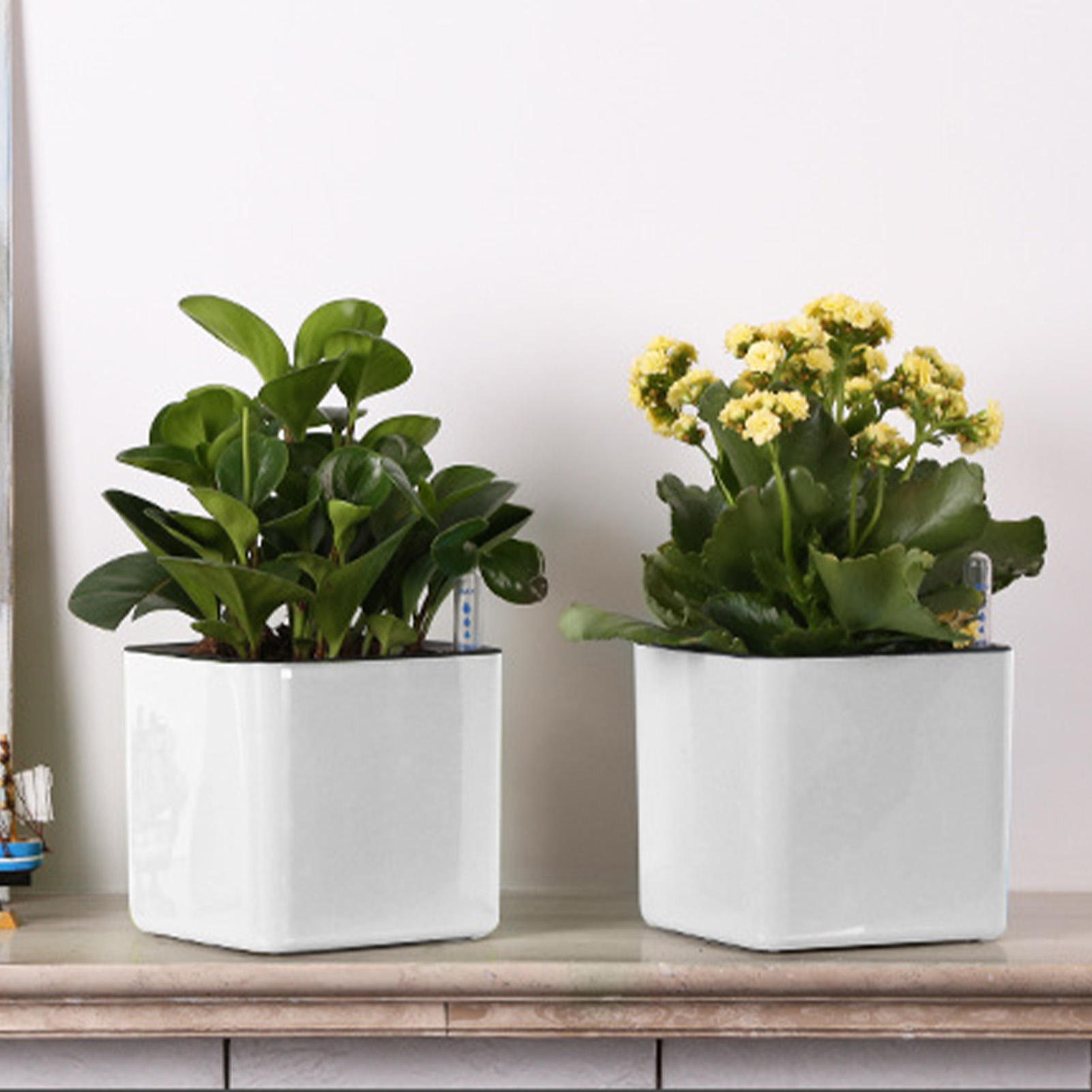 Self Watering Planter Self-wat - Aloe Vera Pot 评论和价格