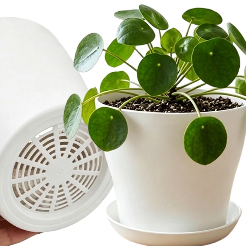 Plant Pot Set with Drainage Ho - Echeveria Succulent 评论和价格