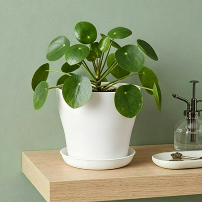 Plant Pot Set with Drainage Ho - Echeveria Succulent 评论和价格