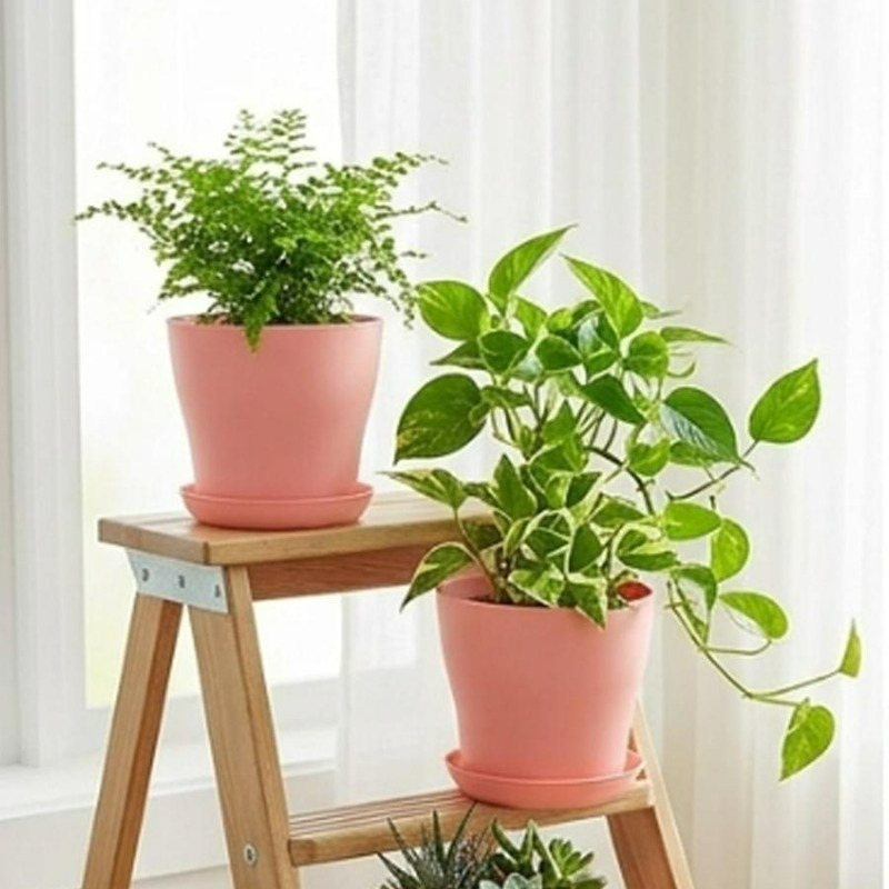 Plant Pot Set with Drainage Ho - Echeveria Succulent 评论和价格