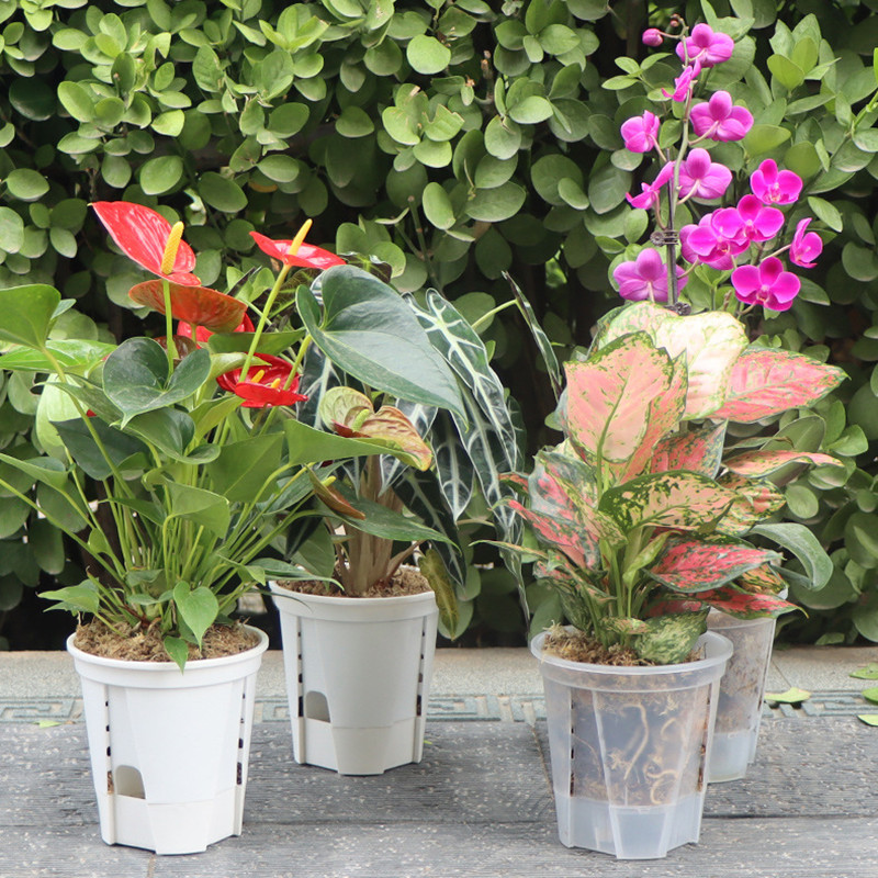 5pcs Transparent Orchid Pot wi - Aloe Vera Pot 评论和价格